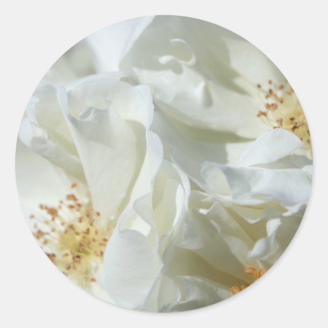 Wild White Roses floral photography Sticker (Front)