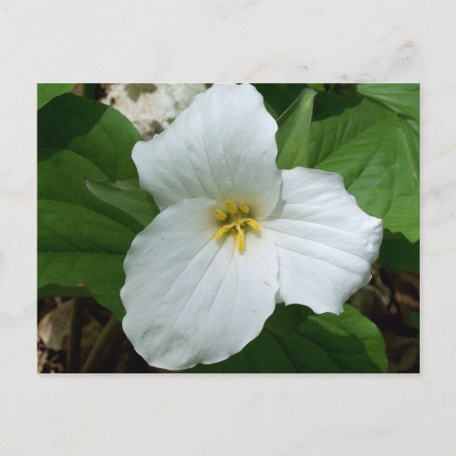 Wild white trillium postcard (Front)