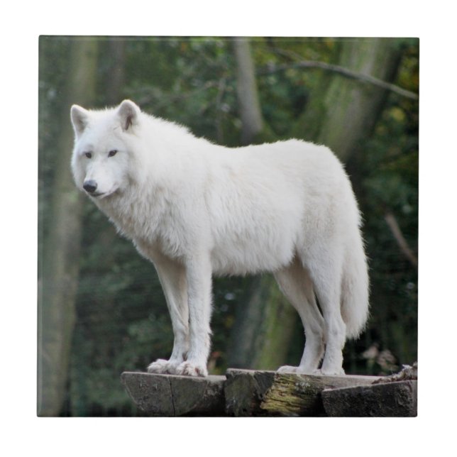 Wild White Wolf Ceramic Tile (Front)