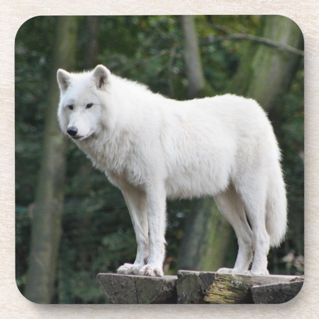 Wild white Wolf Coaster (Front)