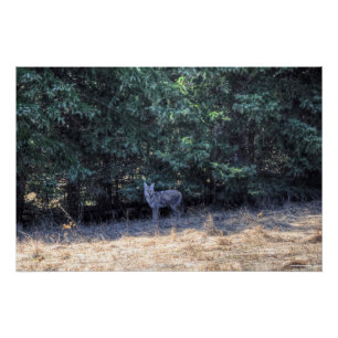 Wild Winter-coated Coyote in Forest Shadows Photo Poster