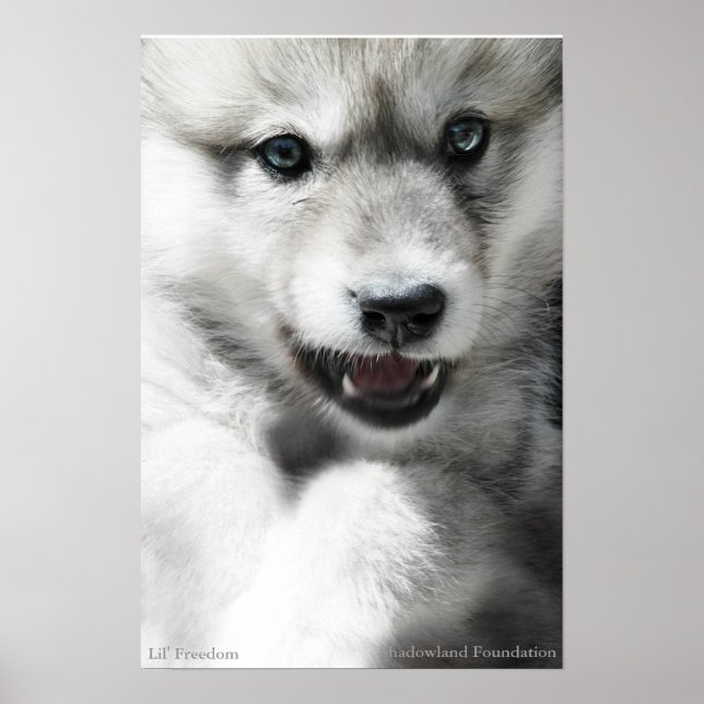Wild Wolf Cub Poster (Front)