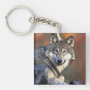 wild wolf key ring