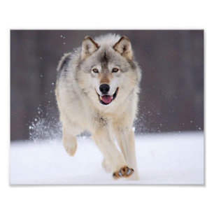 Wild Wolf Photo Print