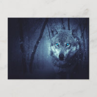 Wild Wolf with Beautiful Blue Eyes