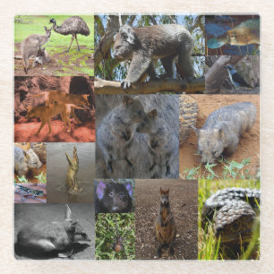 Wild Wonders: Captivating Australian Photo Collage Glass Coaster