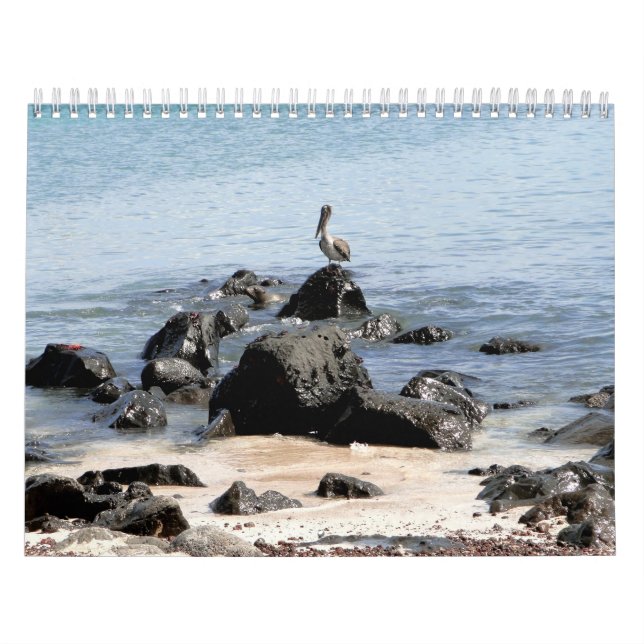 wild world of the Galapagos Calendar (Cover)