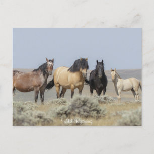 Wild Wyoming - Postcard
