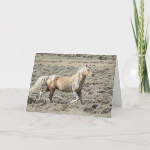 Wild Wyoming Stallion, Koda on a Blank Card