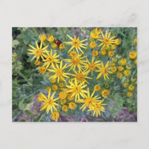 Wild Yellow Flowers Photograph Postcard