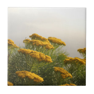 Wild Yellow Flowers South Africa Misty Weather Ceramic Tile
