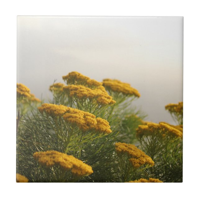 Wild Yellow Flowers South Africa Misty Weather Ceramic Tile (Front)