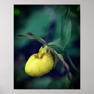 Wild Yellow Lady Slipper Orchid Flower  Poster