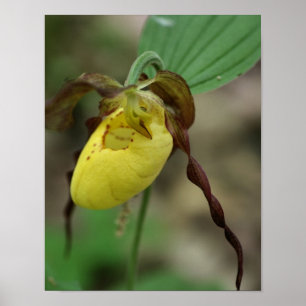 Wild Yellow Lady Slipper Orchid Flower  Poster