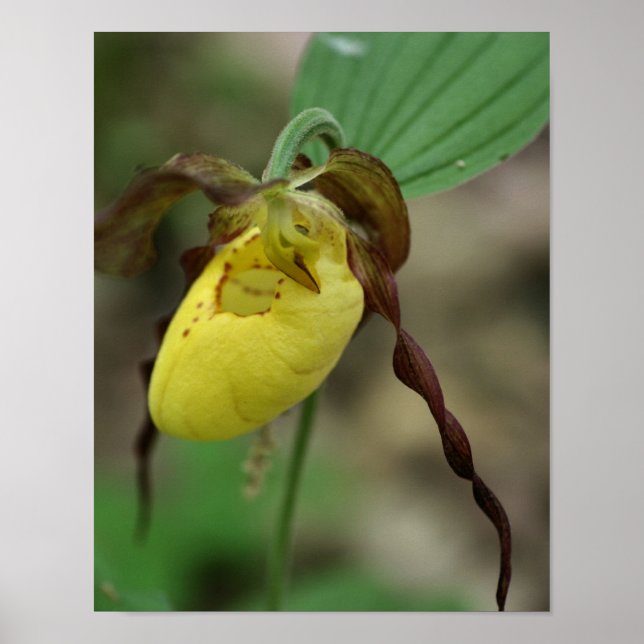 Wild Yellow Lady Slipper Orchid Flower  Poster (Front)