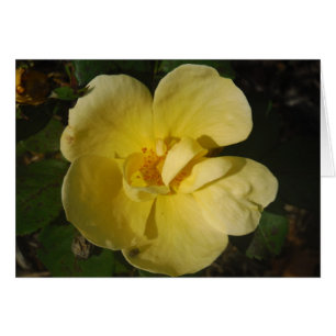 Wild Yellow Rose