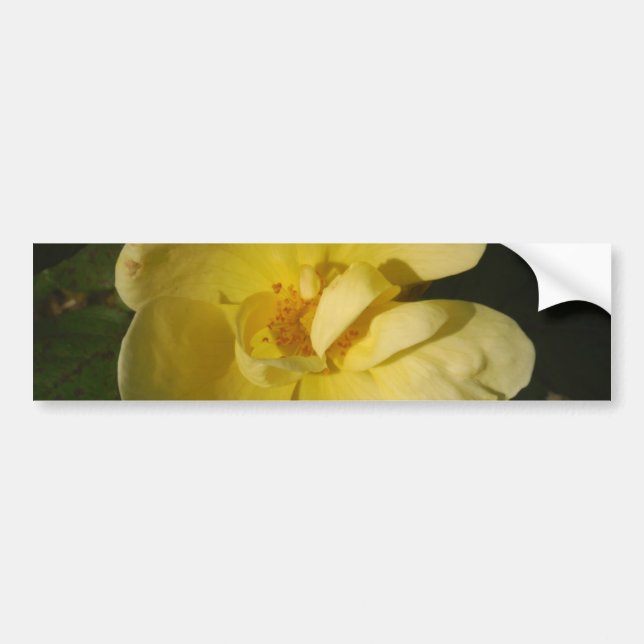 Wild Yellow Rose Bumper Sticker (Front)