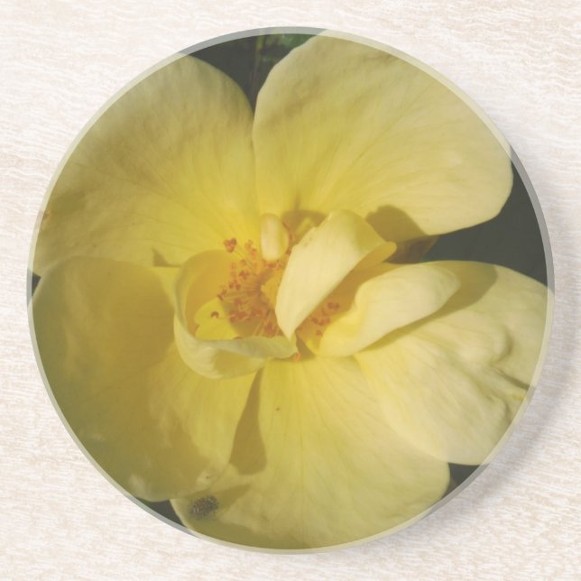 Wild Yellow Rose Coaster (Front)