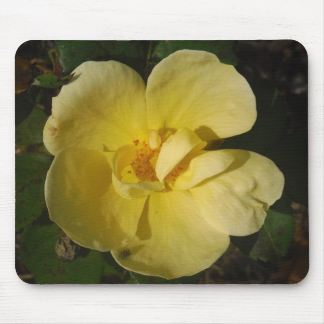 Wild Yellow Rose Mouse Pad (Front)