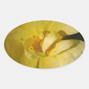 Wild Yellow Rose Oval Sticker