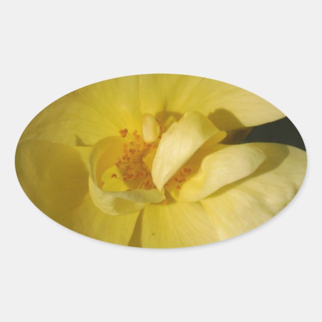 Wild Yellow Rose Oval Sticker (Front)