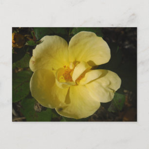 Wild Yellow Rose Postcard