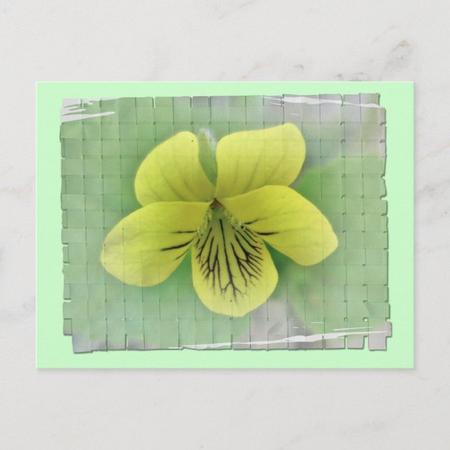 Wild Yellow Violet Coordinating Items Postcard (Front)