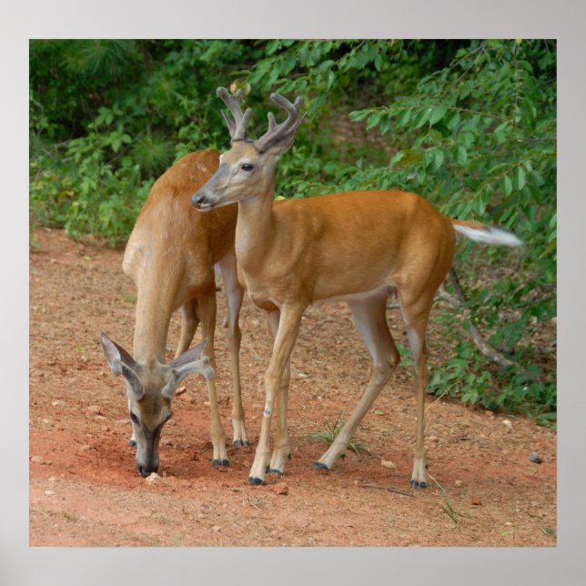 Wild Young Bucks Poster (Front)