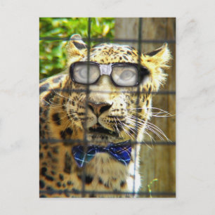 Wildcat Pidasol Postcard