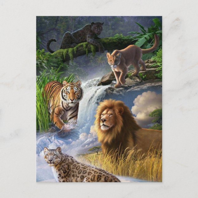 Wildcats Postcard (Front)