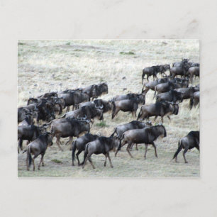 wilde beest herd postcard