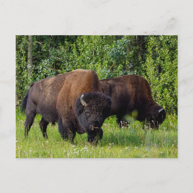 Wilde Bisons am Alaska Highway Postkarte Postcard (Front)
