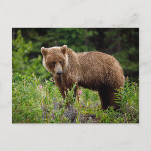 Wilde Grizzlybären in Alaska Postcard