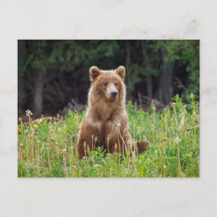 Wilde Grizzlybären in Alaska Postkarte Postcard
