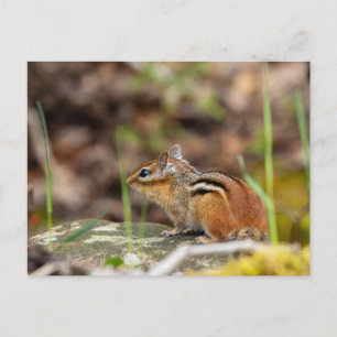 Wilde Streifenhörnchen im Wald Postcard