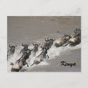 wildebeest crossing postcard