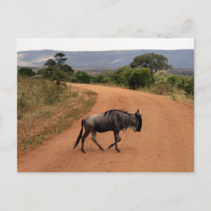 wildebeest crossing postcard