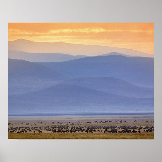 Wildebeest during migration, Connochaetes Poster (Front)