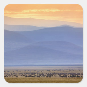 Wildebeest during migration, Connochaetes Square Sticker