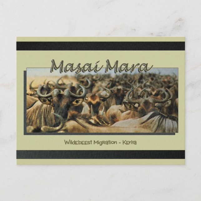 Wildebeest / gnu migration, safari postcards (Front)