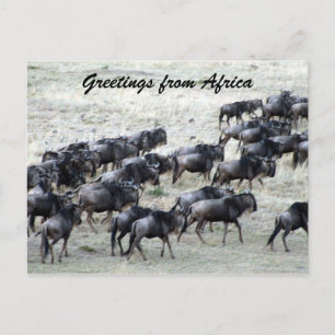 wildebeest herd postcard