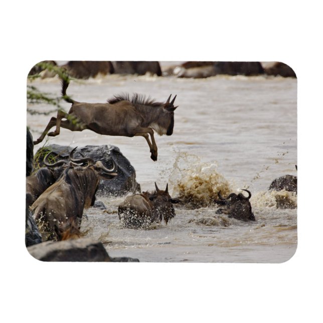 Wildebeest jumping into Mara River Magnet (Horizontal)