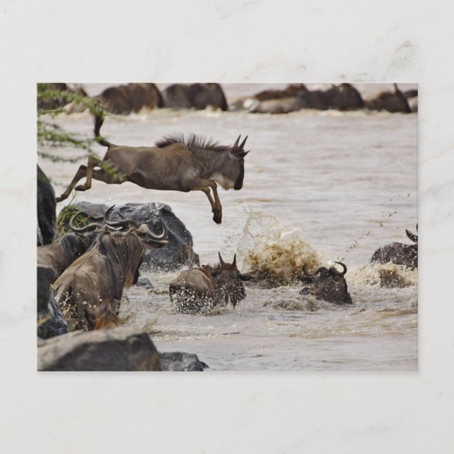 Wildebeest jumping into Mara River Postcard (Front)