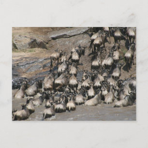 wildebeest mara river postcard