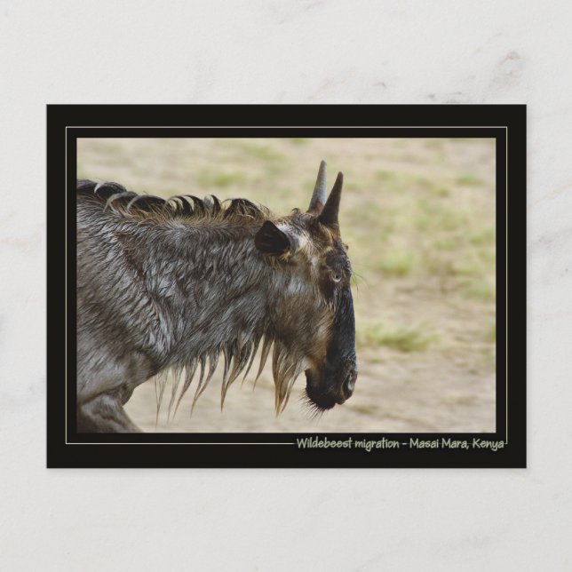 Wildebeest migration Kenya wildlife postcards (Front)