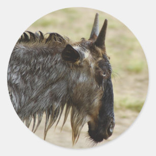 Wildebeest migration Kenya wildlife stickers
