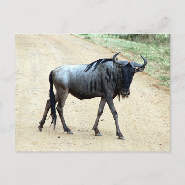wildebeest skinny postcard (Front)