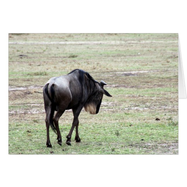 wildebeest solo (Front Horizontal)