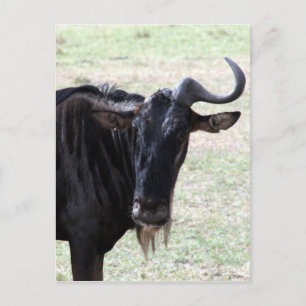wildebeest solo horns postcard
