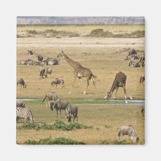 Wildebeests, Zebras and Giraffes Magnet (Front)